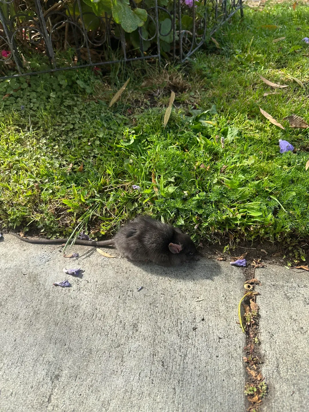 Live rat found on the sidewalk beside a Long Beach home during a rat control inspection