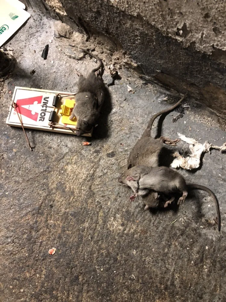 Rats caught in snap traps inside a Long Beach crawlspace