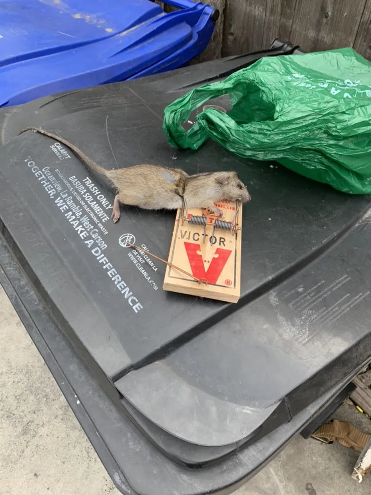 Norway rat caught in a snap trap on a Long Beach trash bin