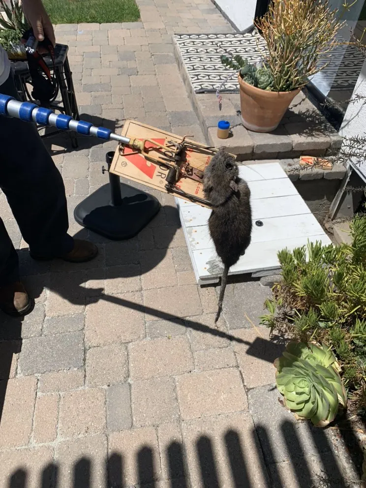 Long Beach rodent technician removing a trapped rat from a home exterior