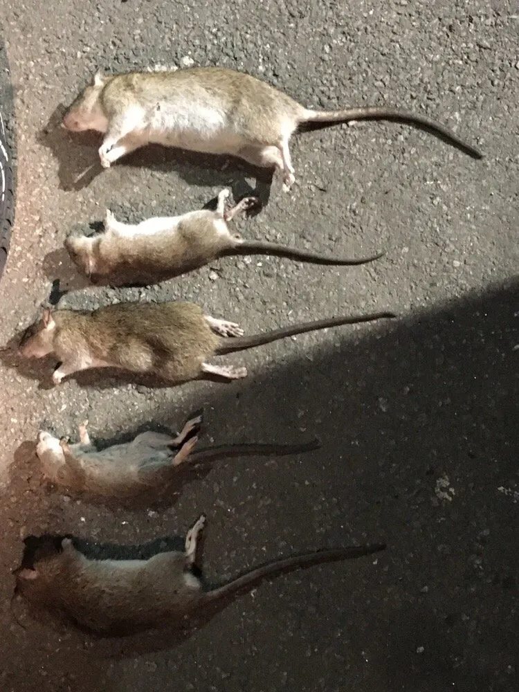Rats and mice laid out side by side after a Long Beach removal for size comparison
