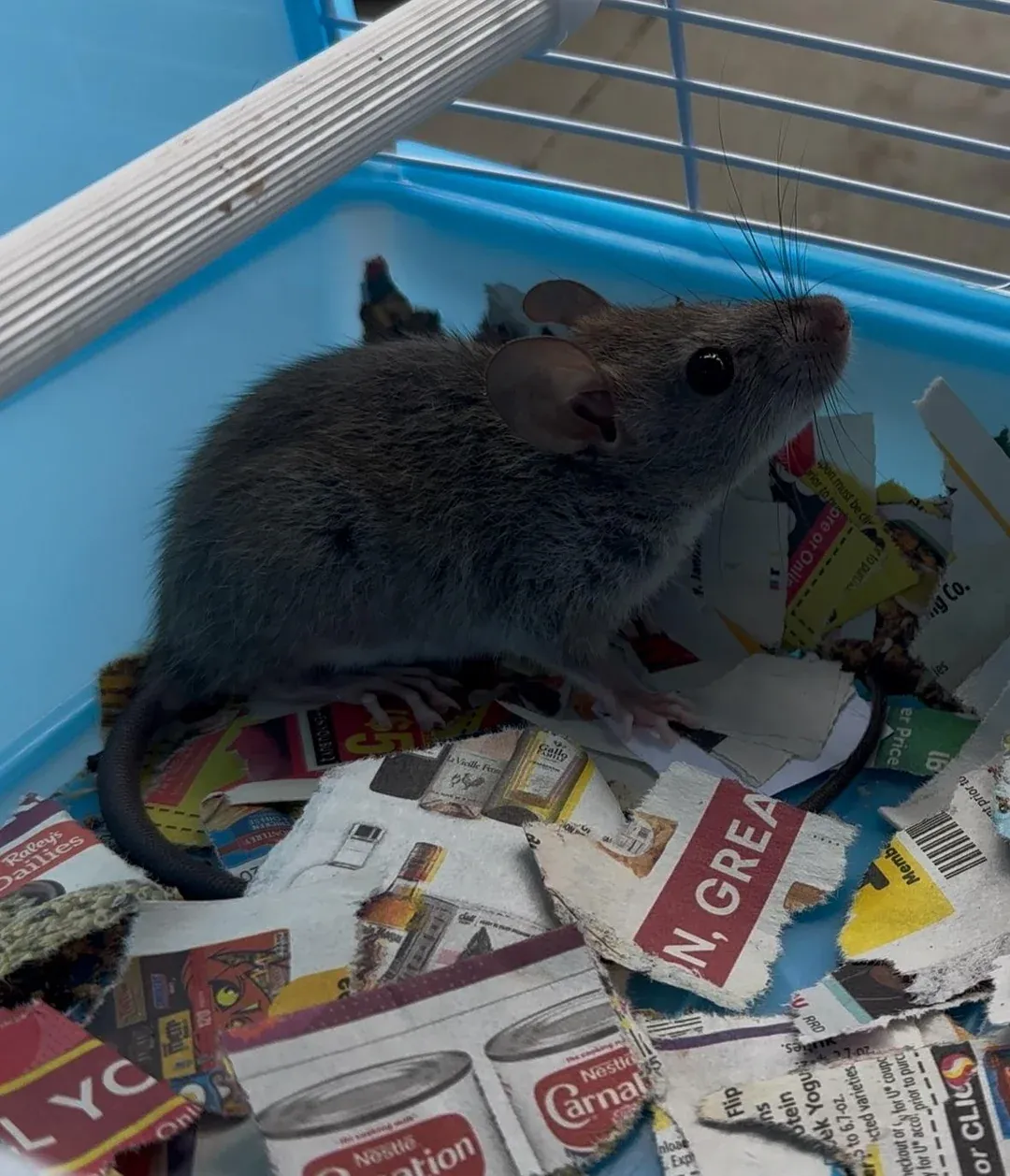 House mouse caught during a Long Beach mouse control service